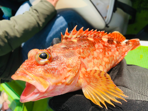 カサゴの釣果