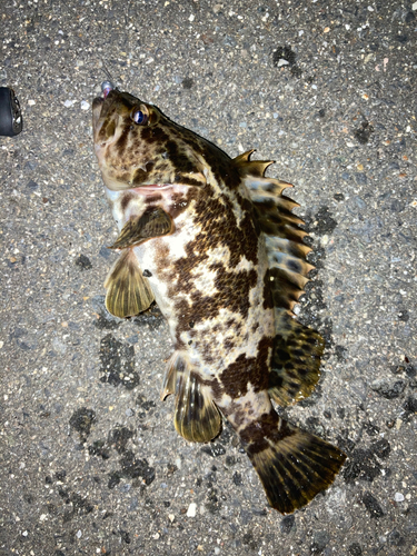 タケノコメバルの釣果