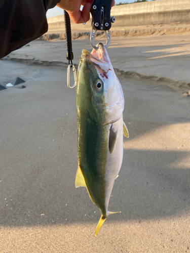 イナダの釣果