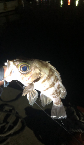 メバルの釣果