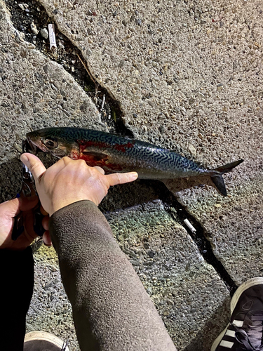 サバの釣果