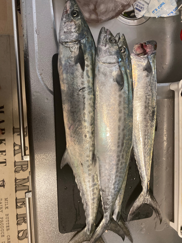 サゴシの釣果