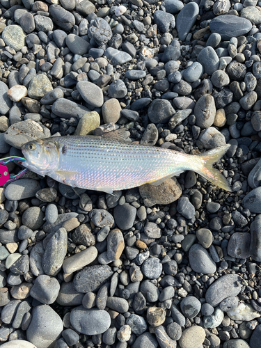 コノシロの釣果