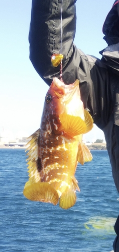 アコウの釣果