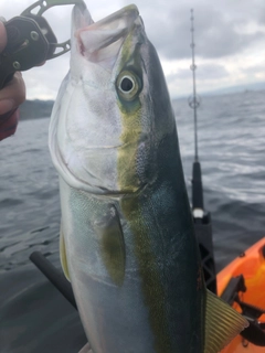 イナダの釣果