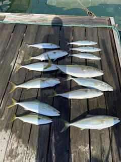 ハマチの釣果