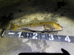 アイナメの釣果