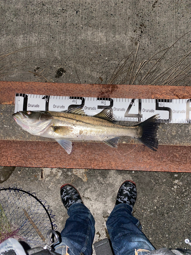 シーバスの釣果