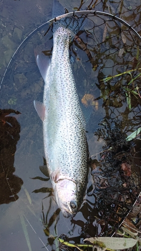 ニジマスの釣果