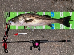シーバスの釣果