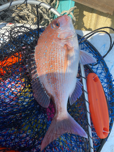 マダイの釣果