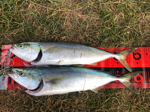 ワラサの釣果