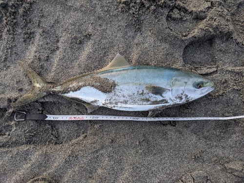 イナダの釣果