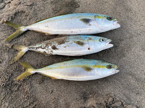 イナダの釣果