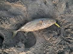 ワカシの釣果