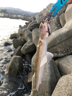 エソの釣果