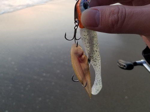 シタビラメの釣果