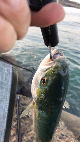 イナダの釣果