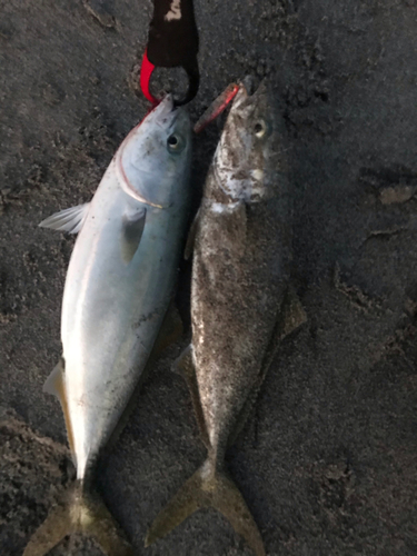 イナダの釣果