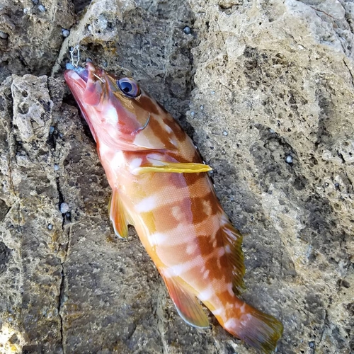 アカハタの釣果