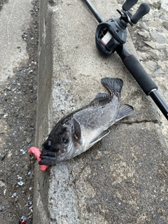 クロソイの釣果