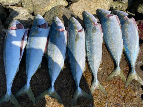 イナダの釣果