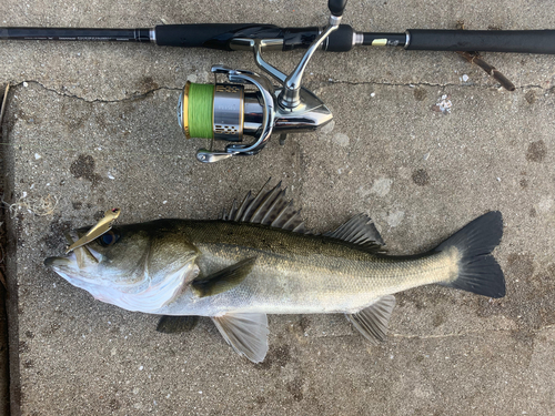 シーバスの釣果