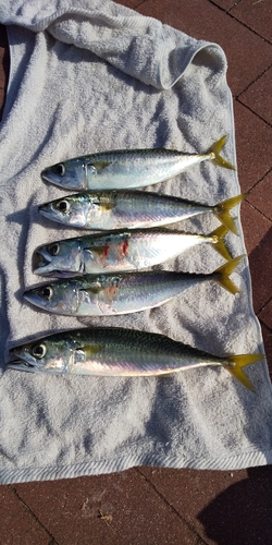 サバの釣果