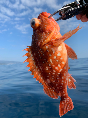 ウッカリカサゴの釣果