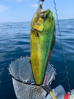 シイラの釣果