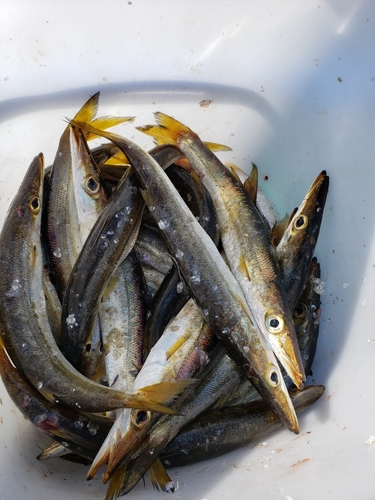 カマスの釣果