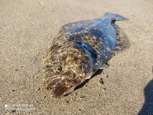 ソゲの釣果