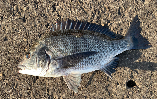 チヌの釣果