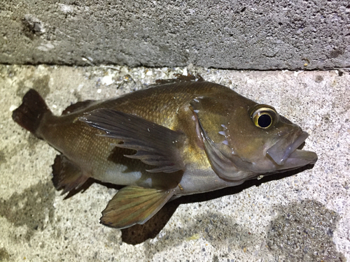 エゾメバルの釣果