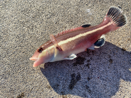 コブダイの釣果