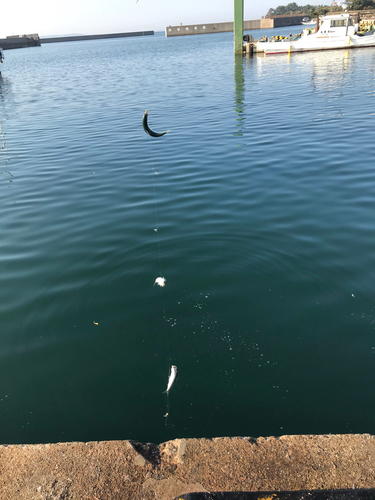 イワシの釣果