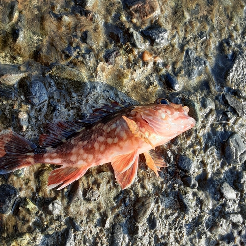 カサゴの釣果