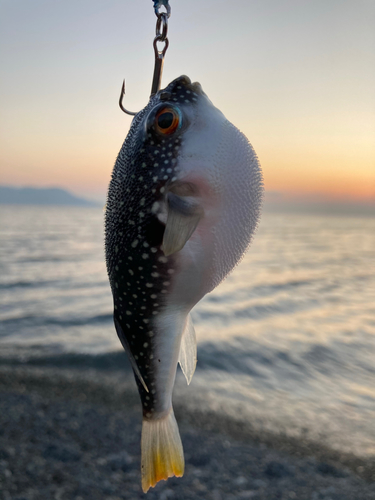 クサフグの釣果