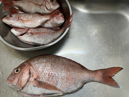 タイの釣果