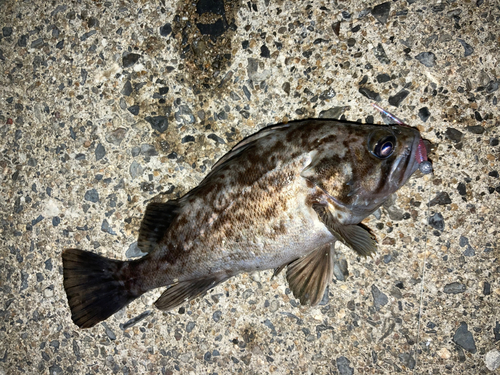 クロソイの釣果