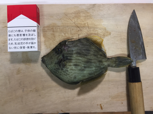 カワハギの釣果