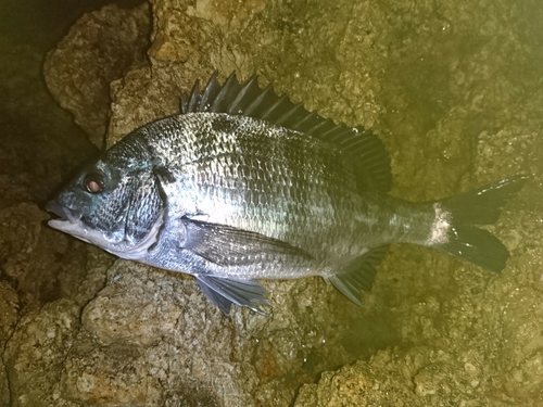 チヌの釣果