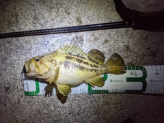 シマソイの釣果