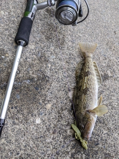 アイナメの釣果