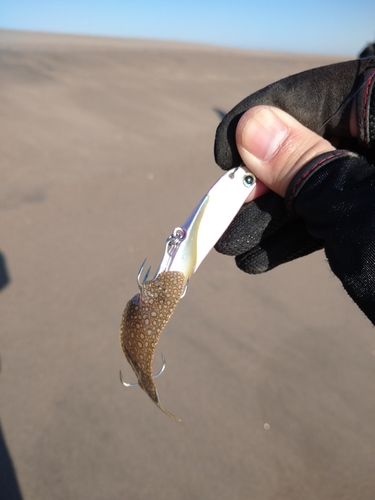 ウシノシタの釣果