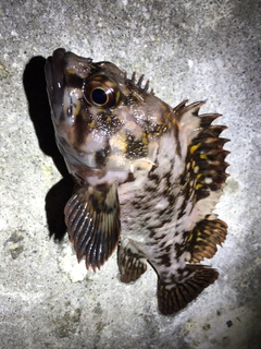 ハチガラの釣果