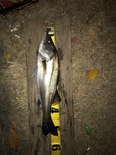 シーバスの釣果