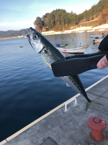 サバの釣果