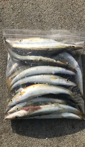 カマスの釣果