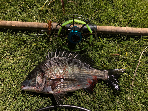 クロダイの釣果